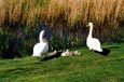 Pearl Lake Leisure Park Shobdon Leominster Swans