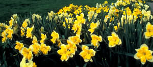 Newent Daffodils