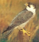 Peregrine Falcons in Symonds Yat in the Royal Forest of Dean